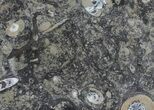 / Fossil Orthoceras & Goniatite Plate - Stoneware #58568-1